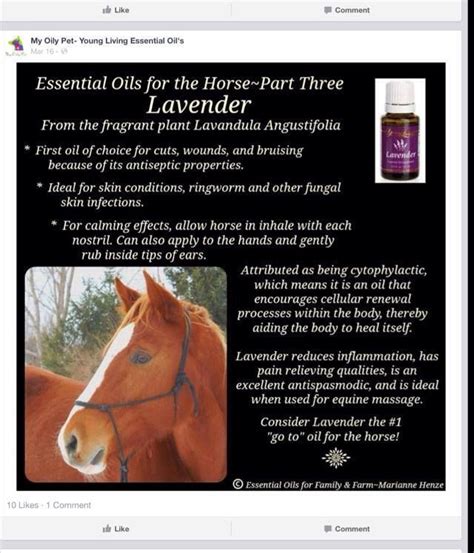 Magical concoction for horses